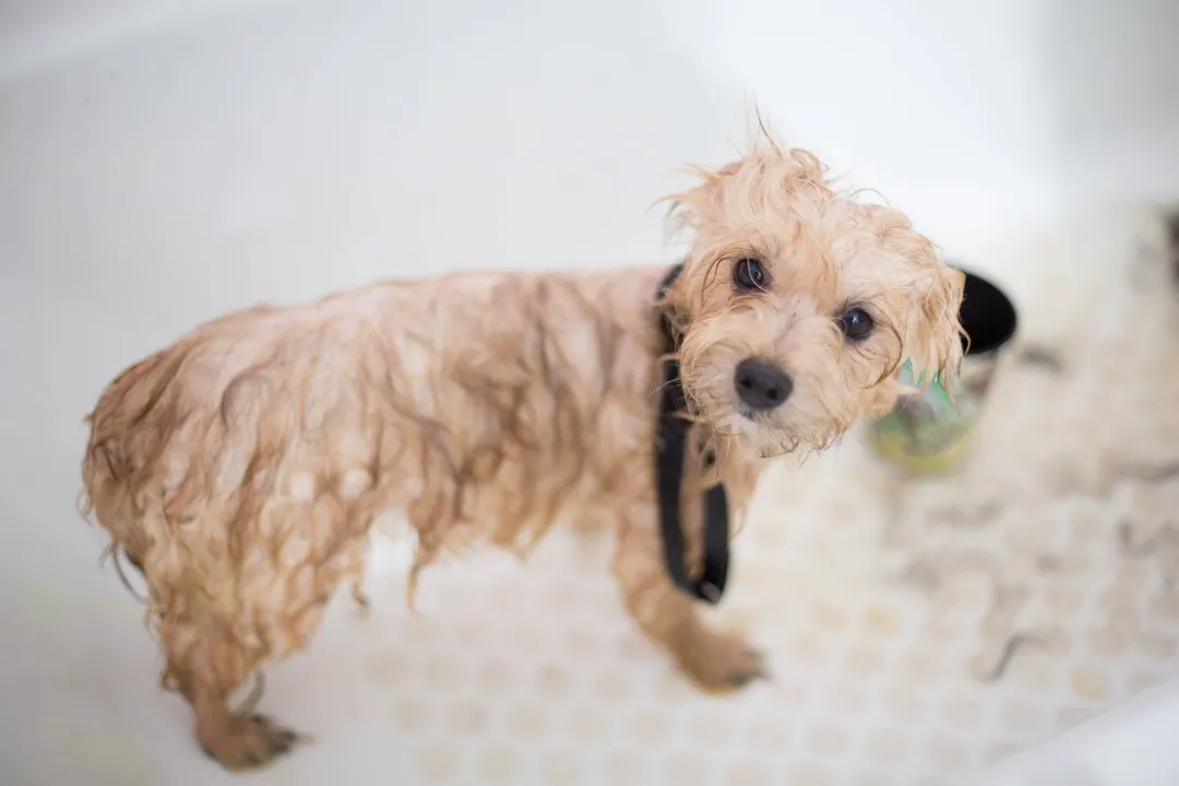 Cream Toy Poodle puppy bathing