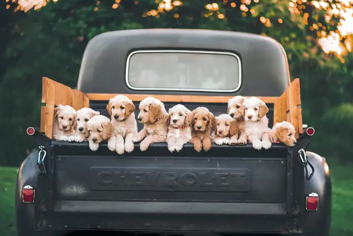Eleven Puppies in a Black Car
