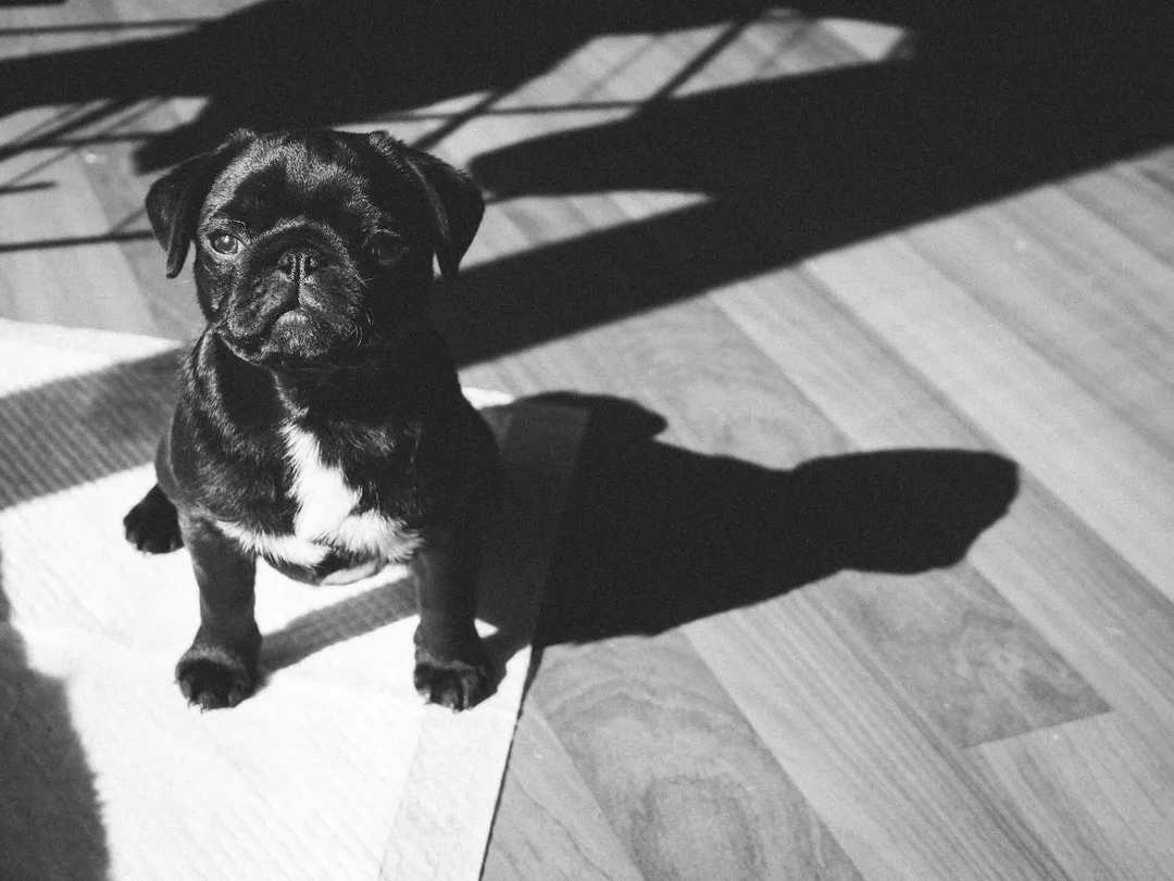 Pug puppy standing on a pee pad