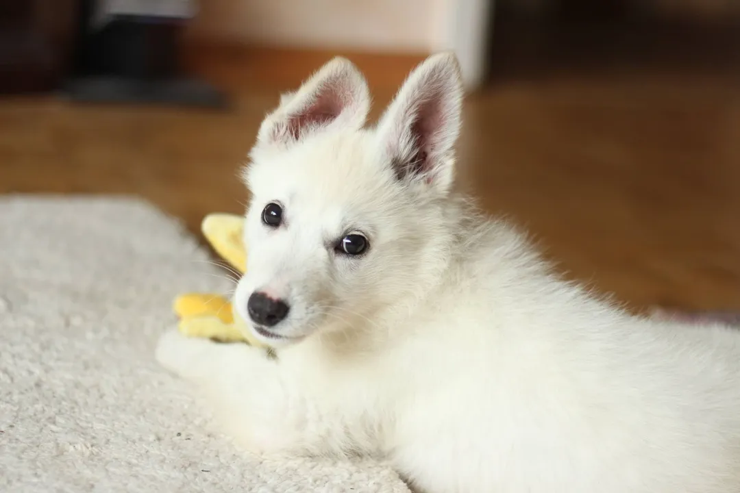 White Puppy Looking At the Camera