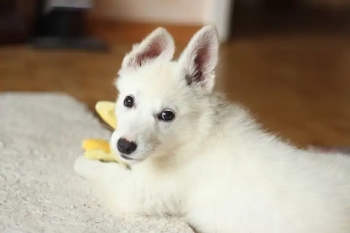 White Puppy Looking At the Camera