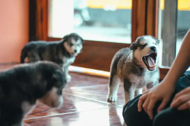Three Husky Puppies with a Person Near Wall Windows