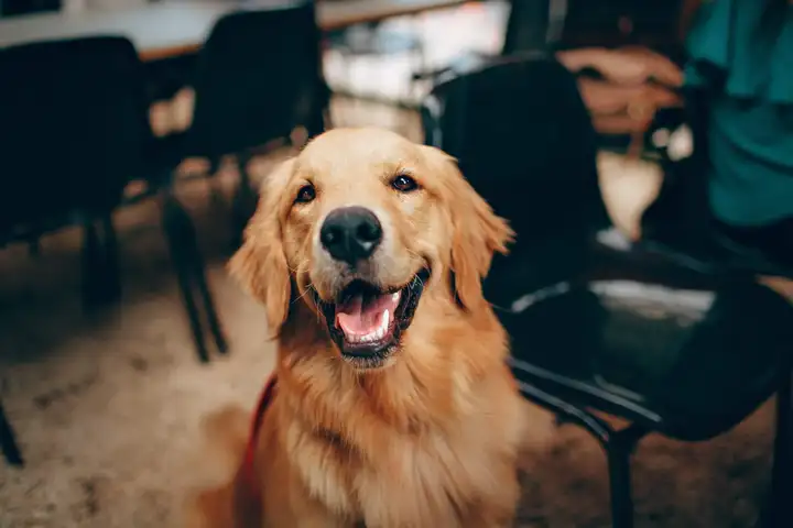 Adult Golden Retriever Close-up Photo