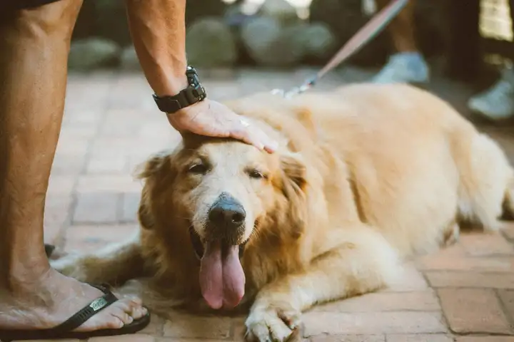 Person Touching a Dog Lying Near His Feet