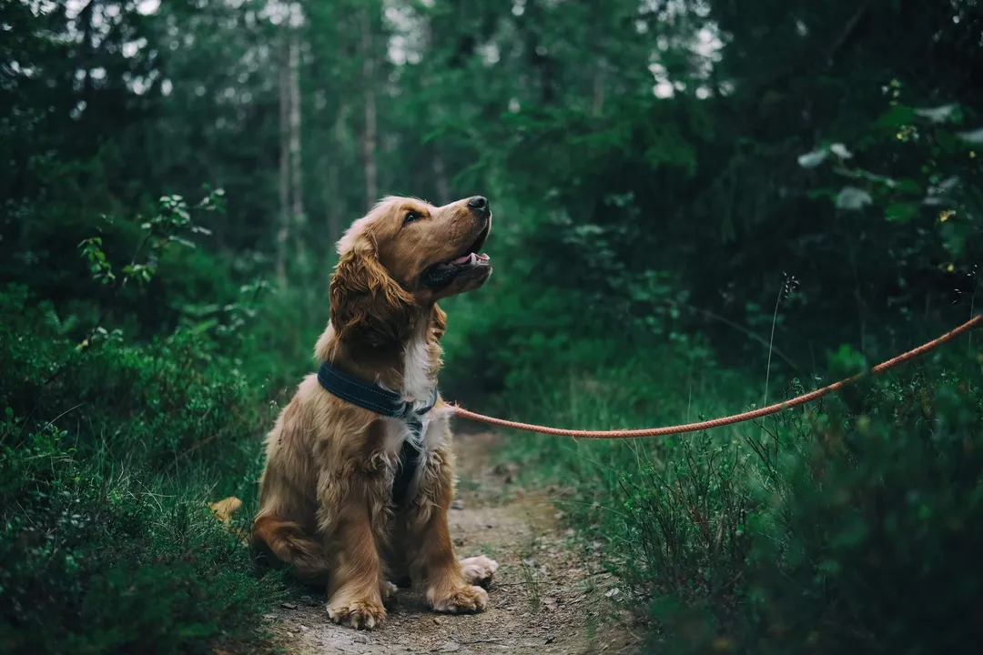 Cocker Spaniel Puppy Looking At The Owner After Hearing His Name