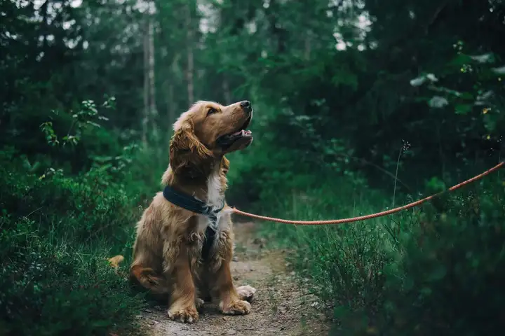 Cocker Spaniel Puppy Looking At The Owner After Hearing His Name