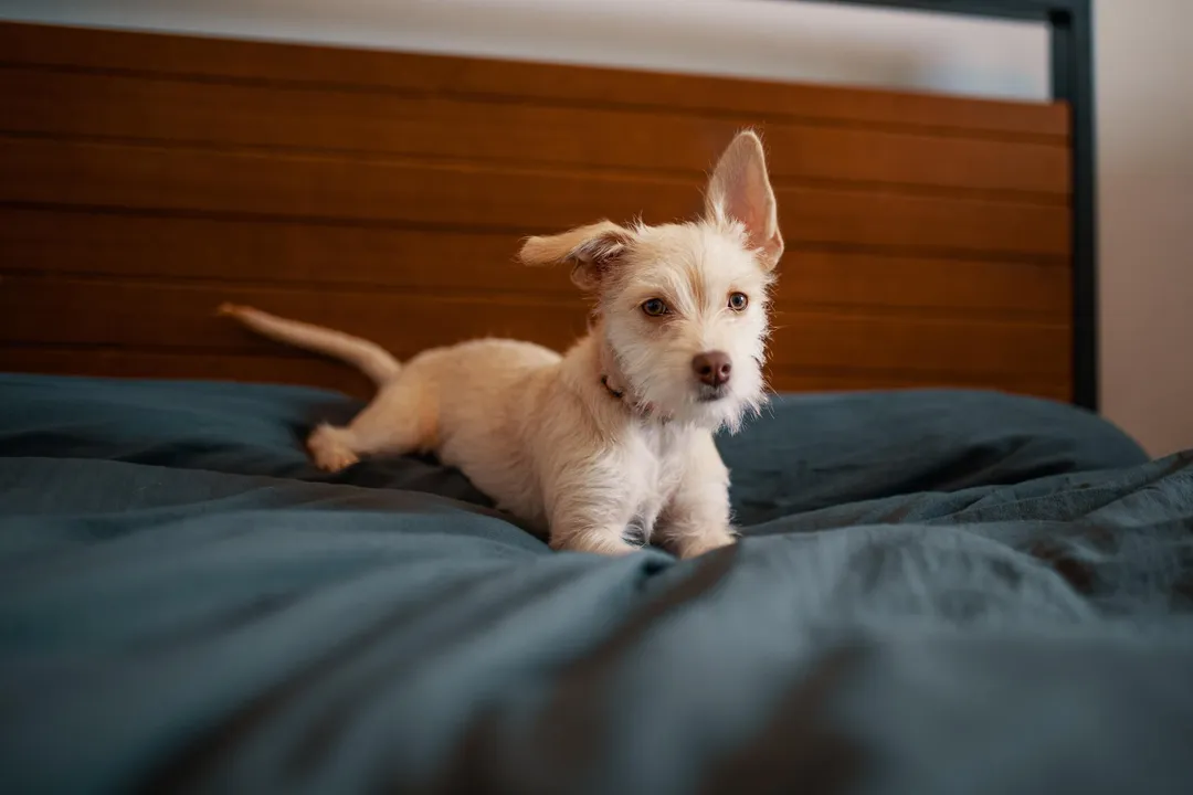 White Puppy Digging In Bed
