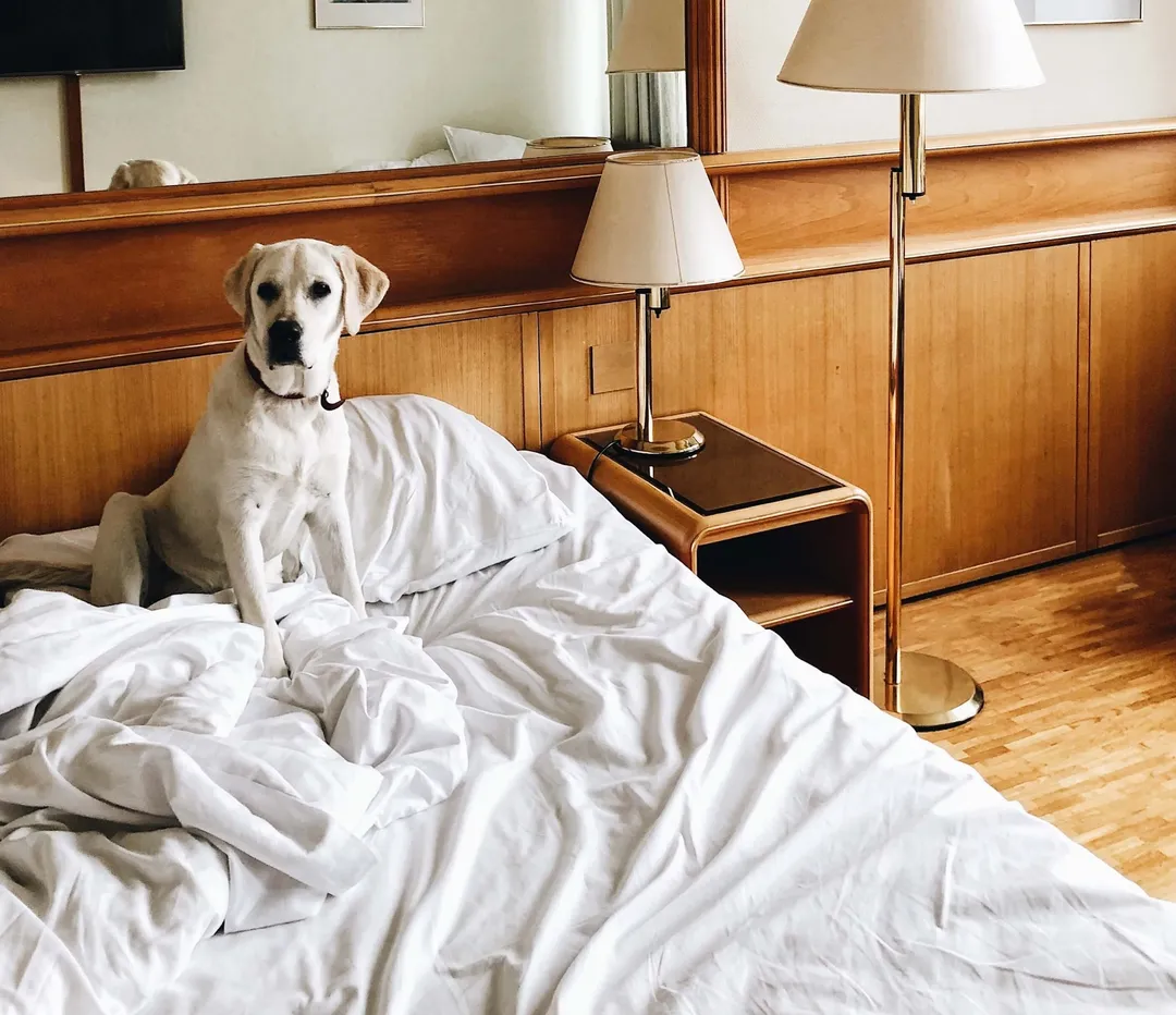 White Dog Scratching in a Bed