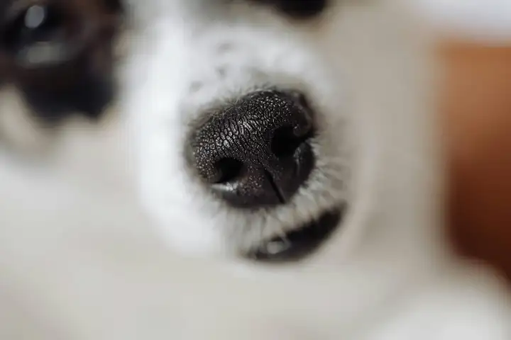 Close-Up of A Wet Dog Nose