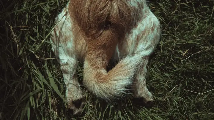 Dog Tail and Hind Legs