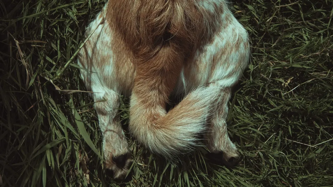 Dog Tail and Hind Legs