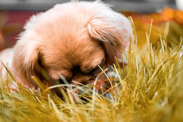 Tibetan Spaniel Puppy on Grass