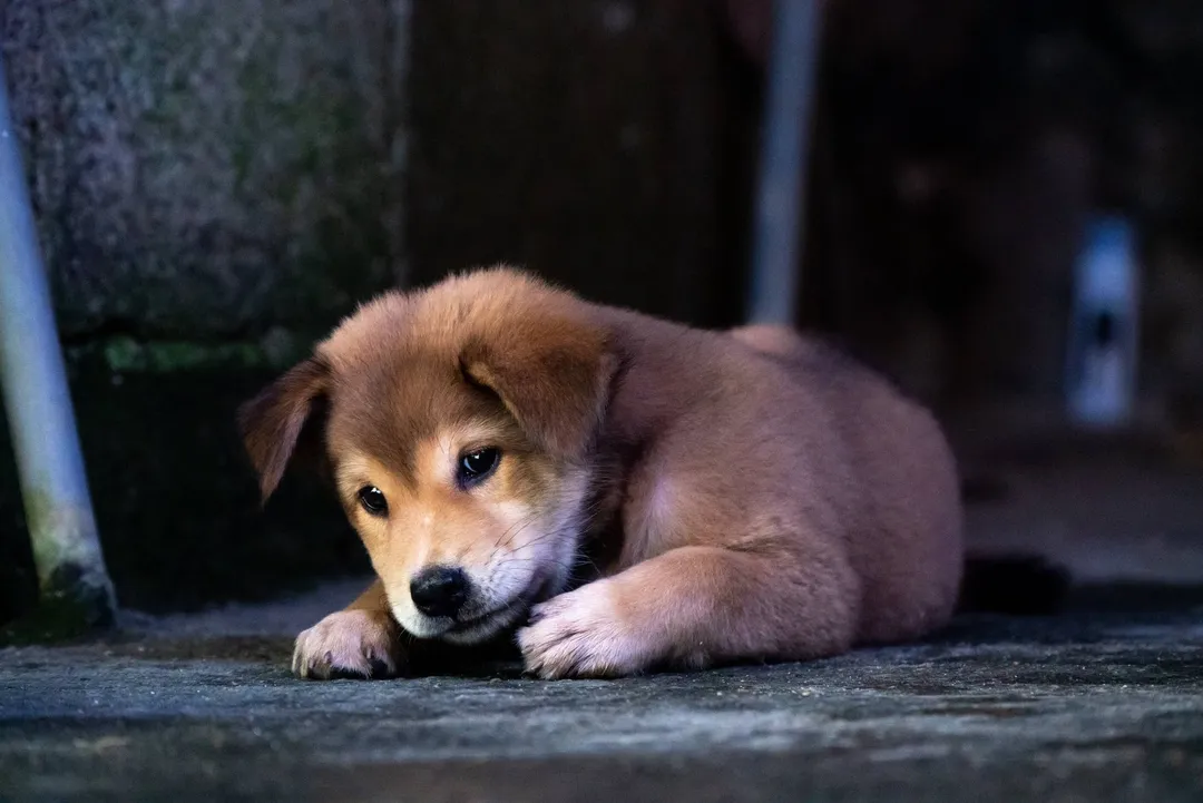 A Cute Brown Puppy Lying on the Floor