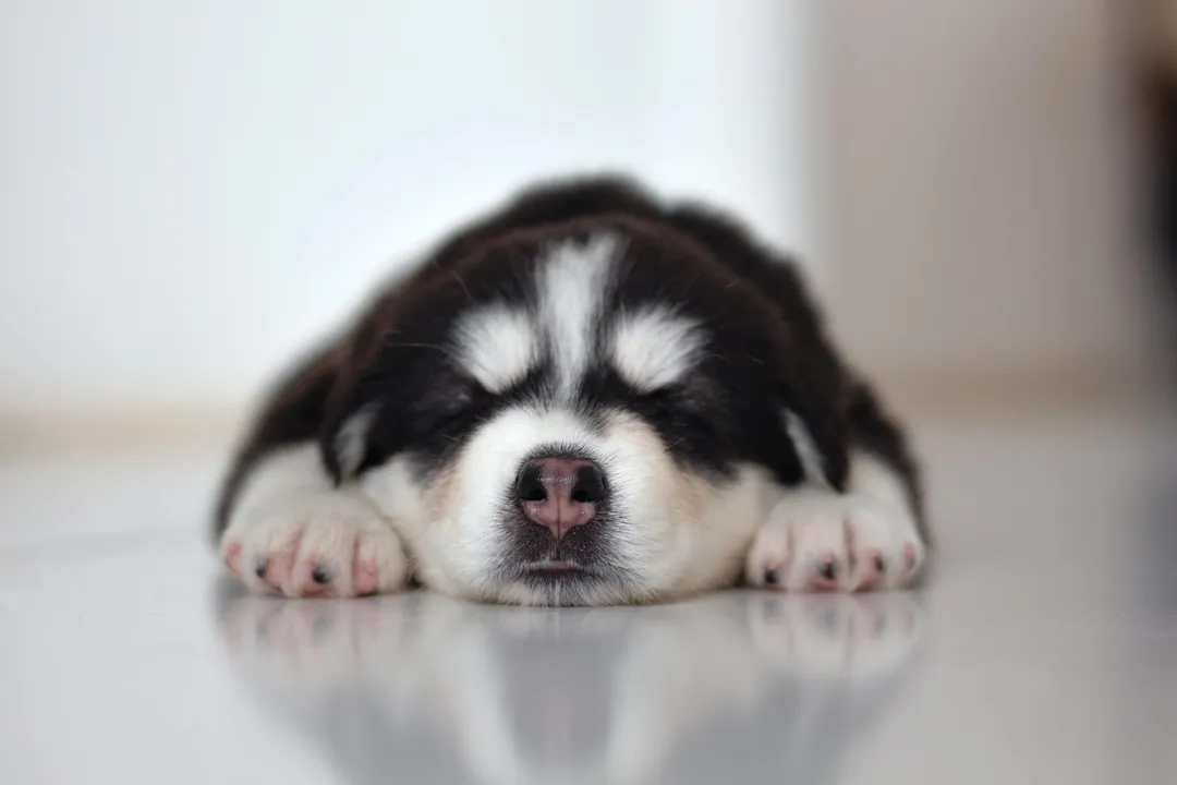 Siberian Husky Puppy Sleeping