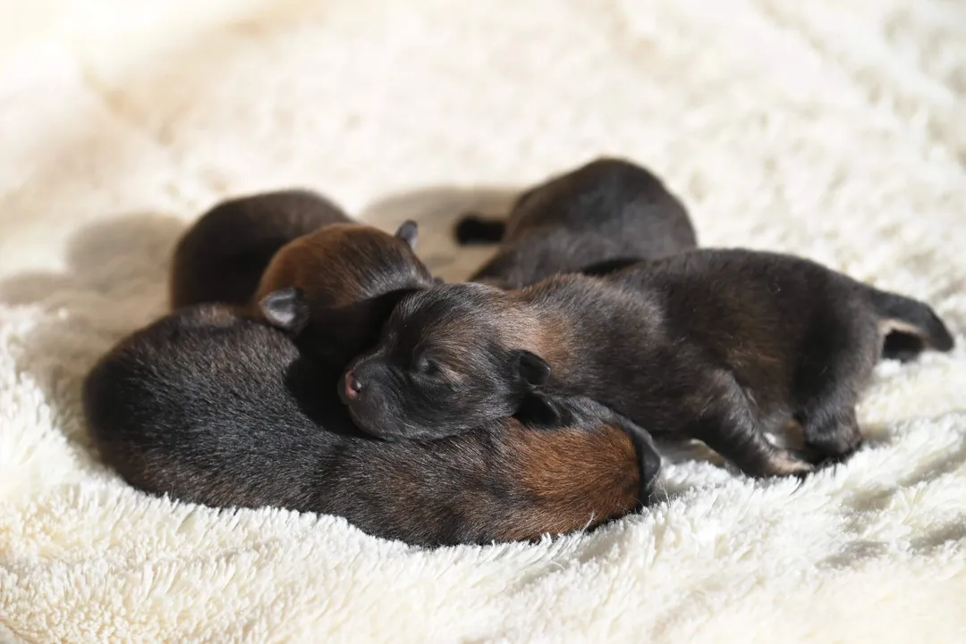 Young Puppies Sleeping on a Blanket