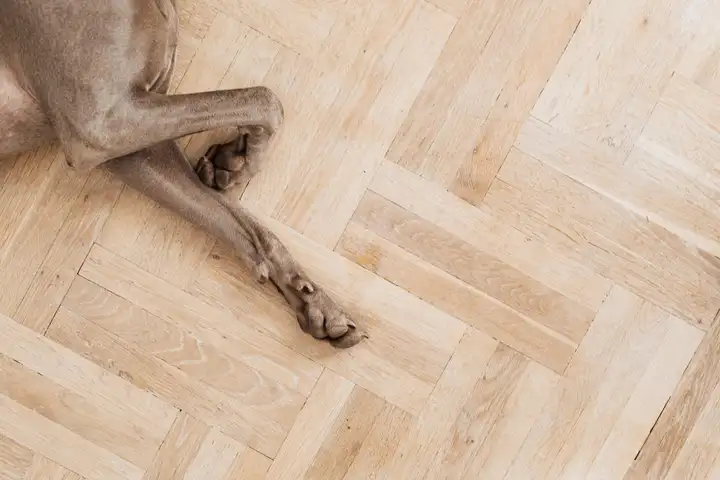 Brown Dog Lying on Wooden Floor With Legs Outstretched