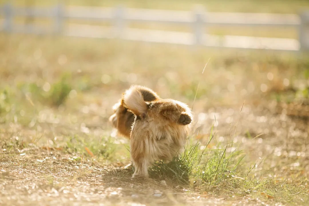 Fluffy Puppy Peeing on Grass
