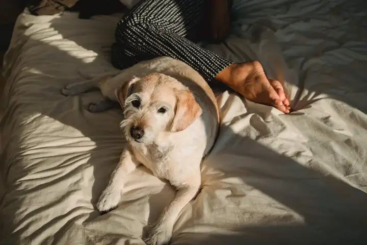 Dog lying on bed near young female owner