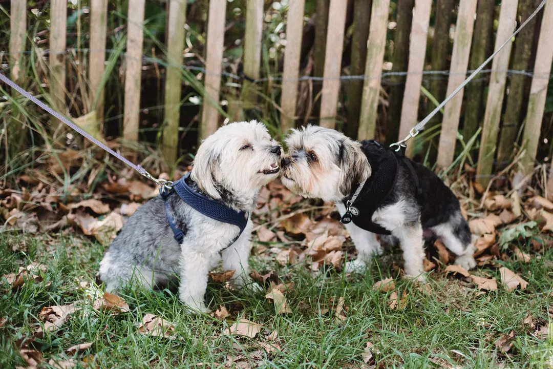 Two Dogs Getting Introduced