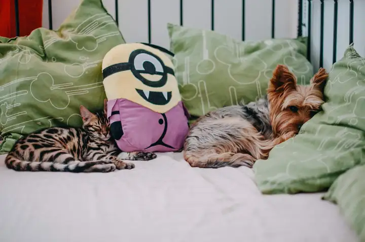Bengal Cat and Yorkshire Terrier Puppy Lying Together on a Bed