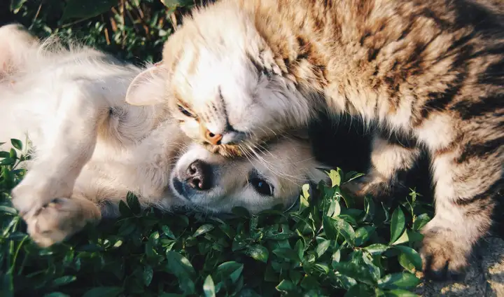 Cat and Short Coated Puppy Lying on Grass