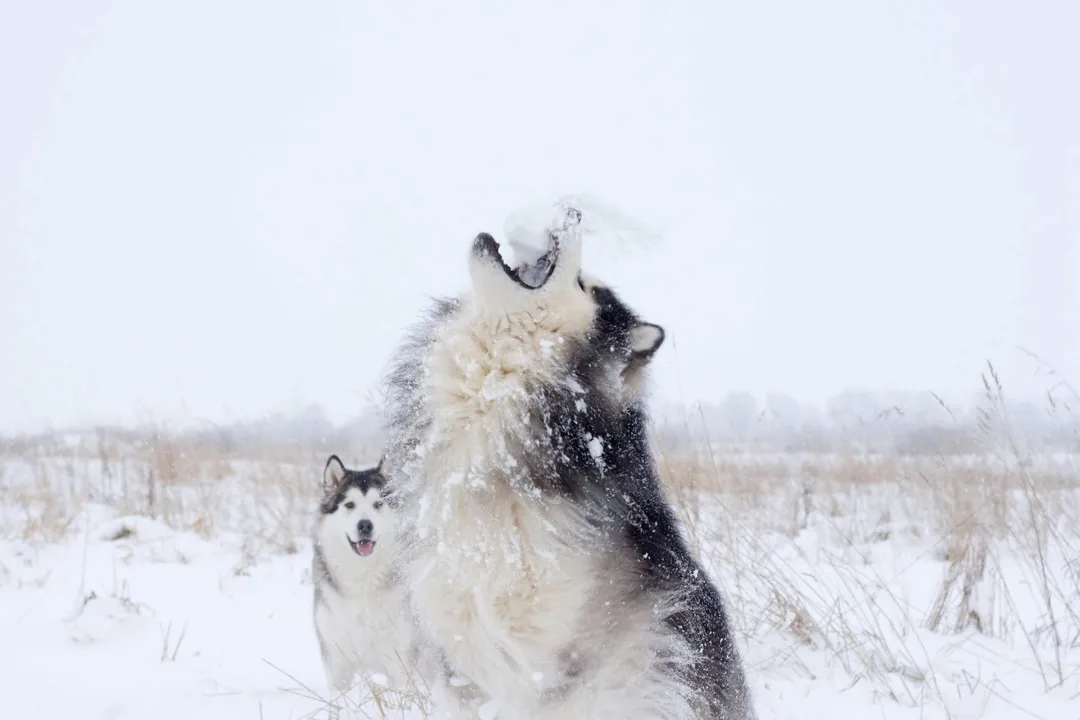 Siberian Husky Dog Howling on Snow Covered Ground