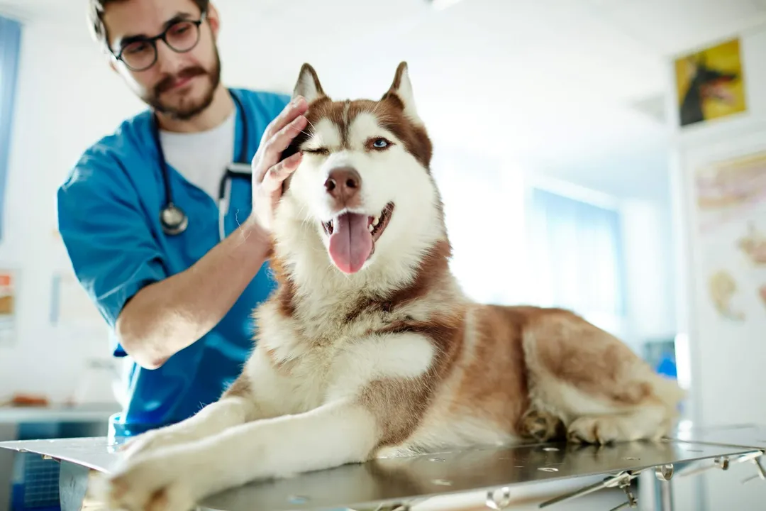 Husky puppy at his first visit to the vet