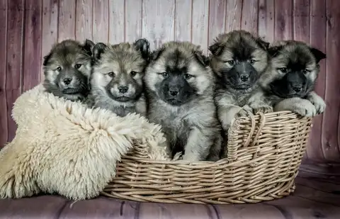 Five fluffy German Shepherd puppies with different names sitting close together in a wicker basket.