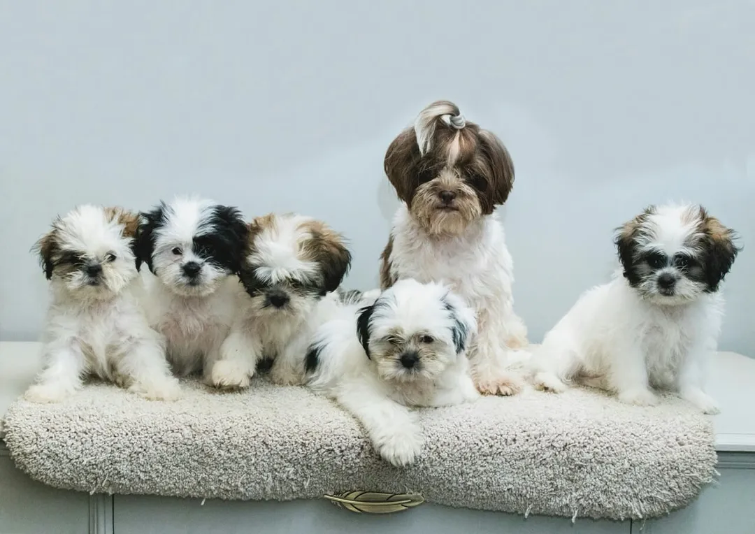 Five small, fluffy puppies with various white, brown, and black markings sitting together on a soft, beige surface against a plain background