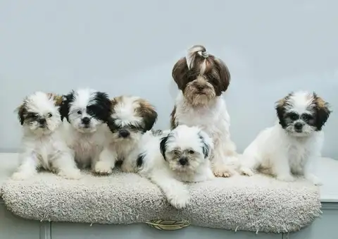 Five small, fluffy puppies with various white, brown, and black markings sitting together on a soft, beige surface against a plain background