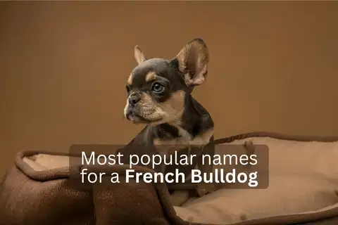 French Bulldog puppy sitting on a bed with text overlay 'Most popular names for a French Bulldog'.