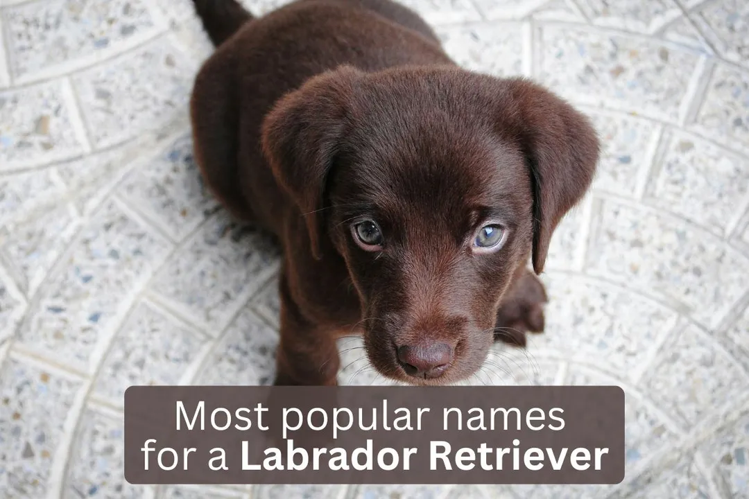 Labrador Retriever puppy with text overlay 'Most popular names for a Labrador Retriever'.