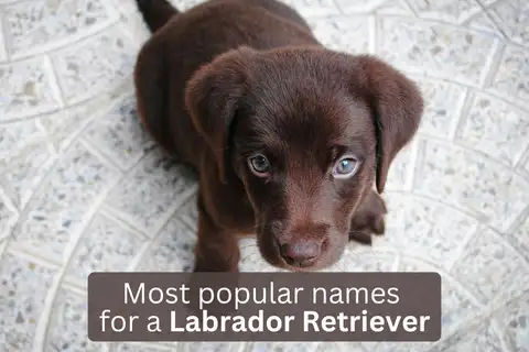 Labrador Retriever puppy with text overlay 'Most popular names for a Labrador Retriever'.