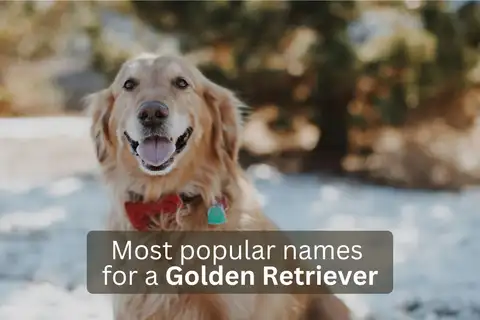 Golden Retriever dog with text overlay 'Most popular names for a Golden Retriever'.