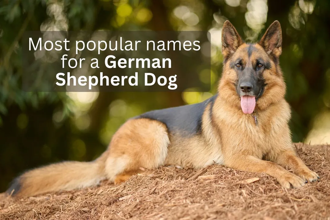 German Shepherd Dog with text overlay 'Most popular names for a German Shepherd Dog'.