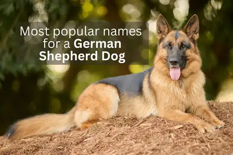 German Shepherd Dog with text overlay 'Most popular names for a German Shepherd Dog'.