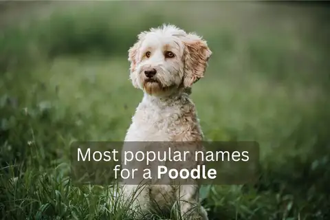Poodle dog with text overlay 'Most popular names for a Poodle'.