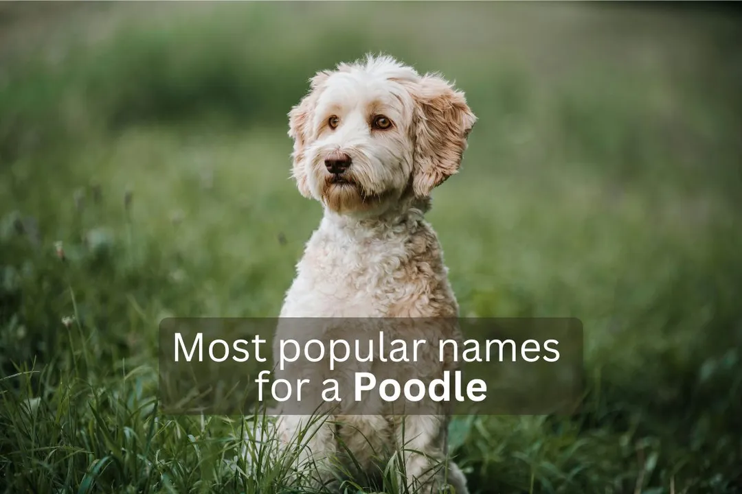 Poodle dog with text overlay 'Most popular names for a Poodle'.