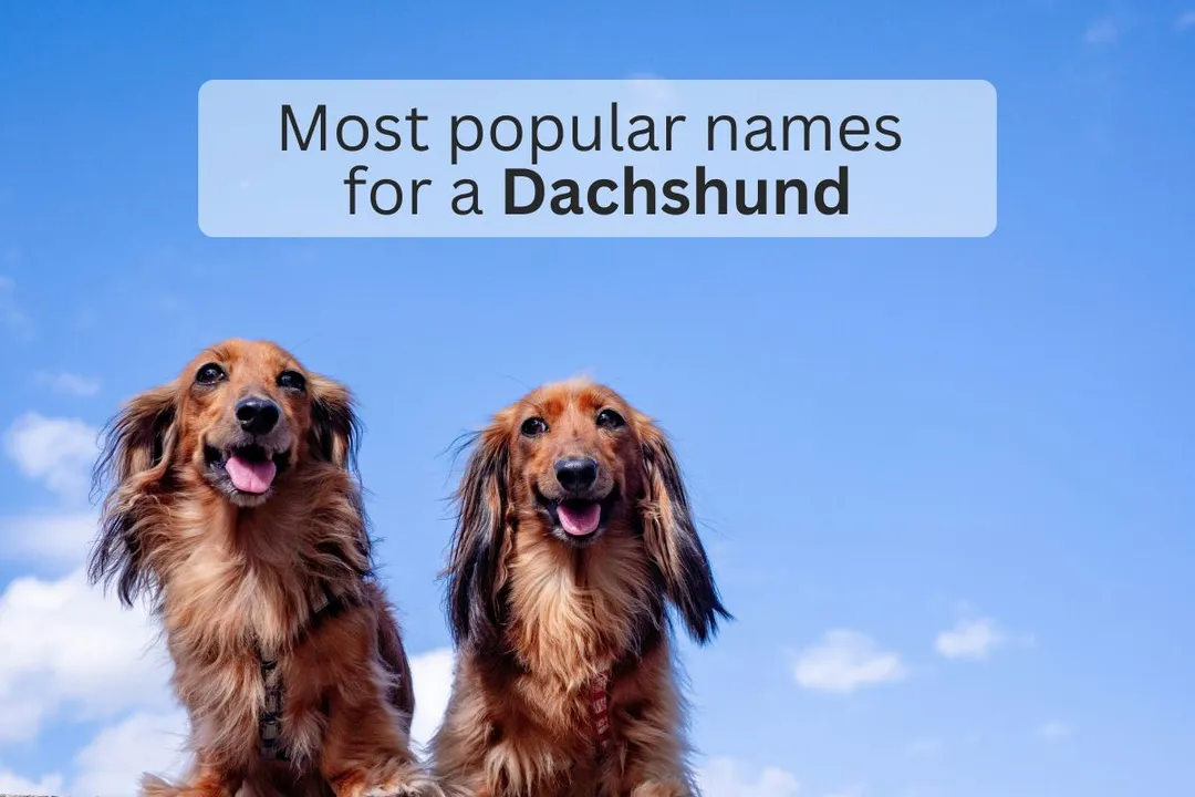 Two Dachshund dogs with text overlay 'Most popular names for a Dachshund'.