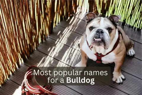 Bulldog dog with text overlay 'Most popular names for a Bulldog'.