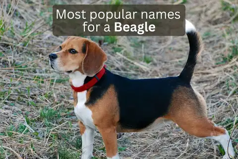 Beagle dog with text overlay 'Most popular names for a Beagle'.