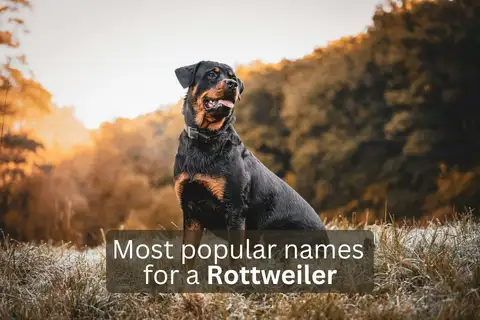 Rottweiler dog with text overlay 'Most popular names for a Rottweiler'.