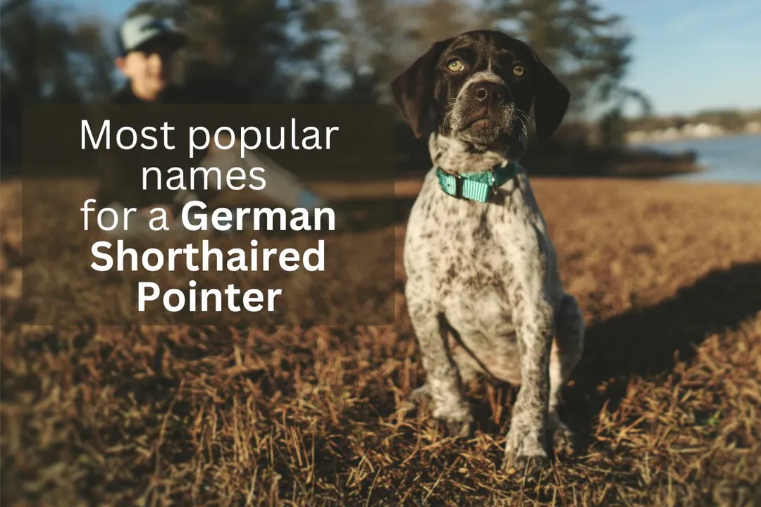 German Shorthaired Pointer dog with text overlay 'Most popular names for a German Shorthaired Pointer'.