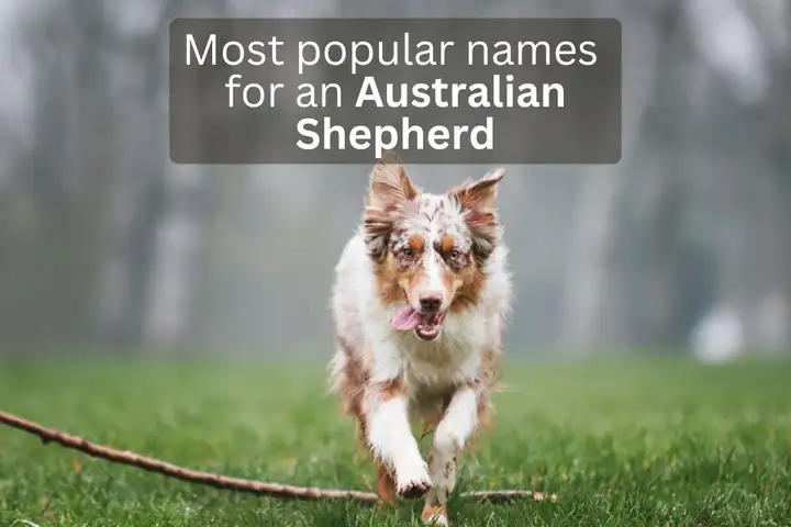 Australian Shepherd dog running with text overlay 'Most popular names for an Australian Shepherd'.