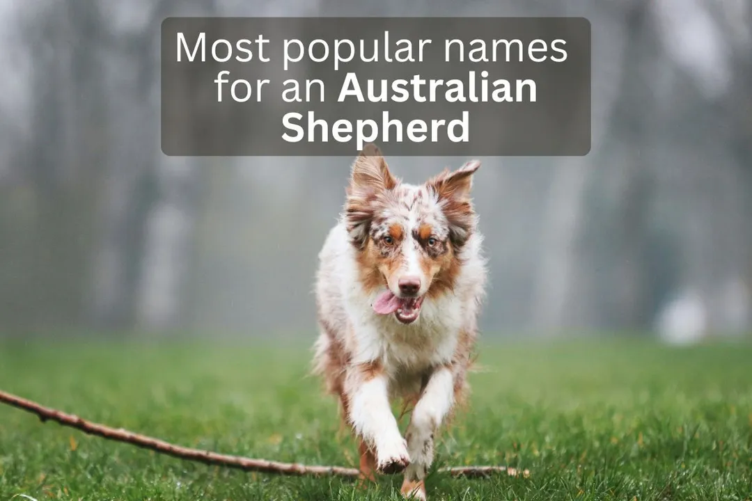 Australian Shepherd dog running with text overlay 'Most popular names for an Australian Shepherd'.