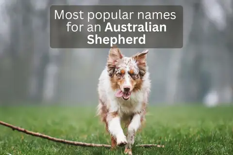 Australian Shepherd dog running with text overlay 'Most popular names for an Australian Shepherd'.