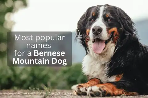 Bernese Mountain Dog with text overlay 'Most popular names for a Bernese Mountain Dog'.