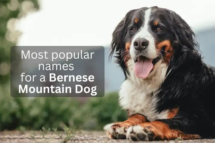 Bernese Mountain Dog with text overlay 'Most popular names for a Bernese Mountain Dog'.