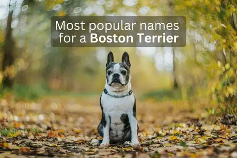 Boston Terrier dog sitting on a leaf-covered path with text overlay 'Most popular names for a Boston Terrier'.