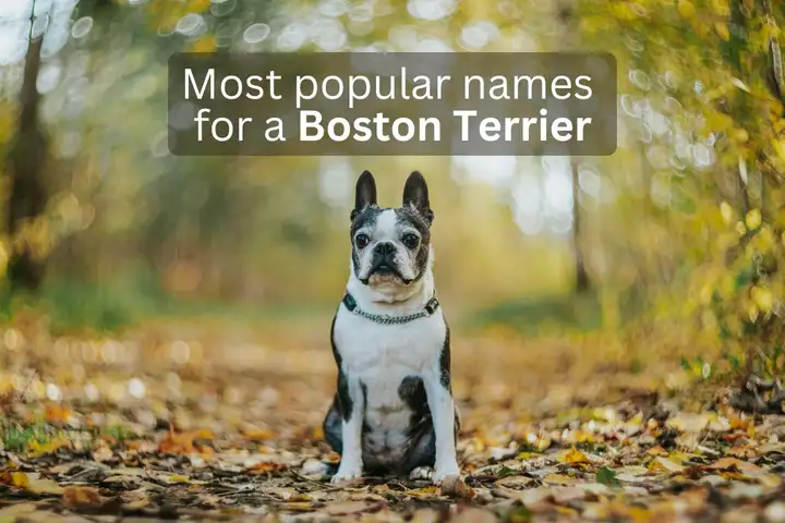 Boston Terrier dog sitting on a leaf-covered path with text overlay 'Most popular names for a Boston Terrier'.